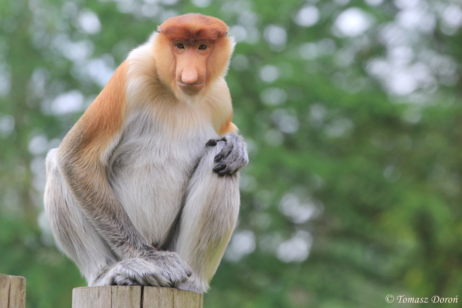 Proboscis Monkey (Nasalis larvatus), June 2015