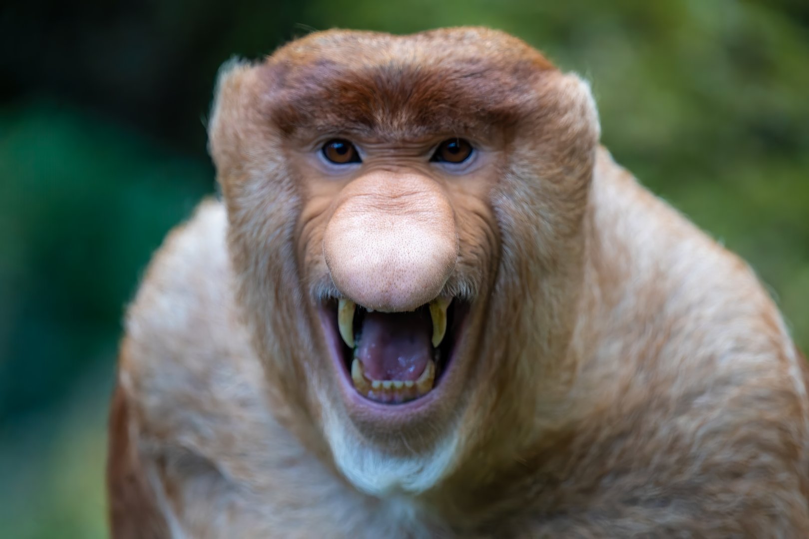 Proboscis Monkey - Nasalis larvatus - Kalimantan House