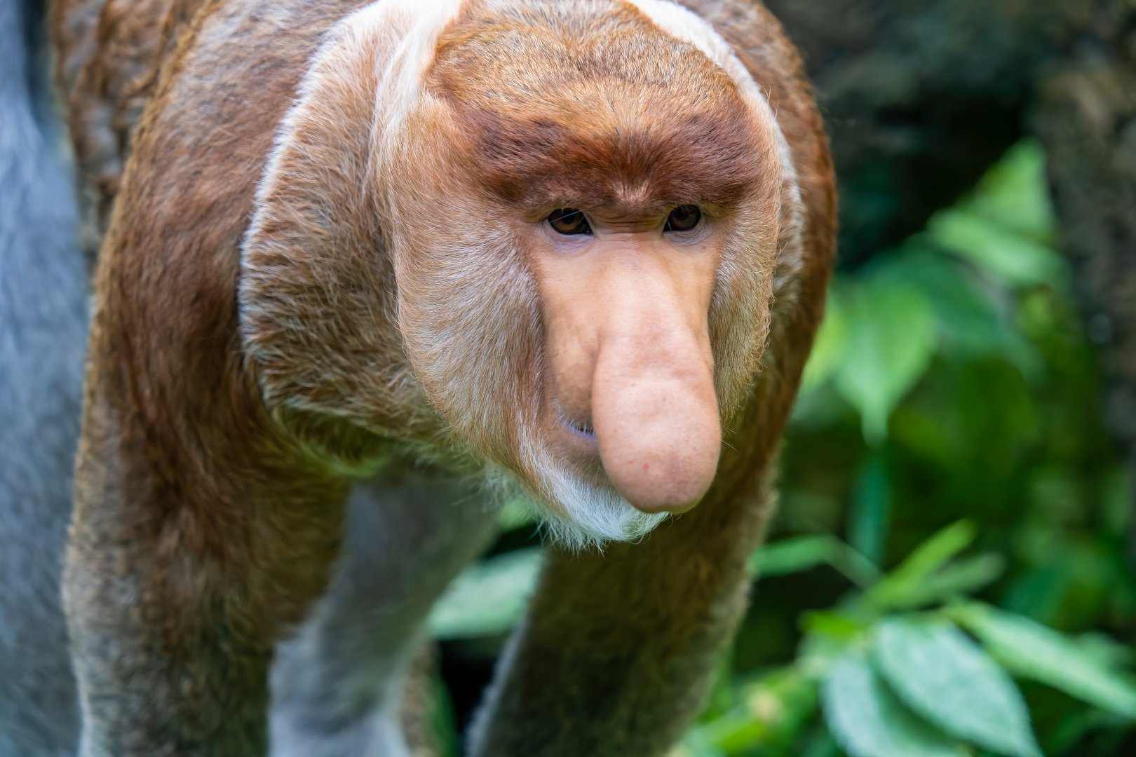 Proboscis Monkey - Nasalis larvatus - Kalimantan House