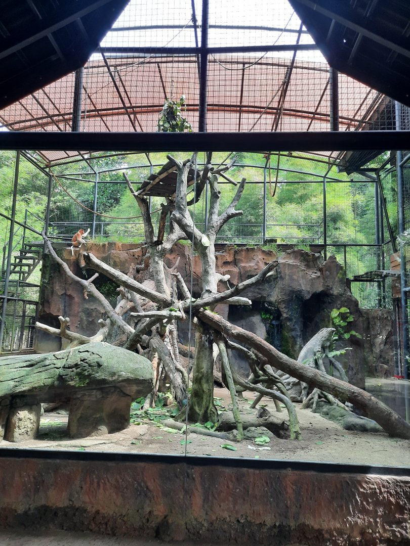 proboscis monkey (nasalis larvatus) & malayan porcupine (hystrix brachyura) exhibit