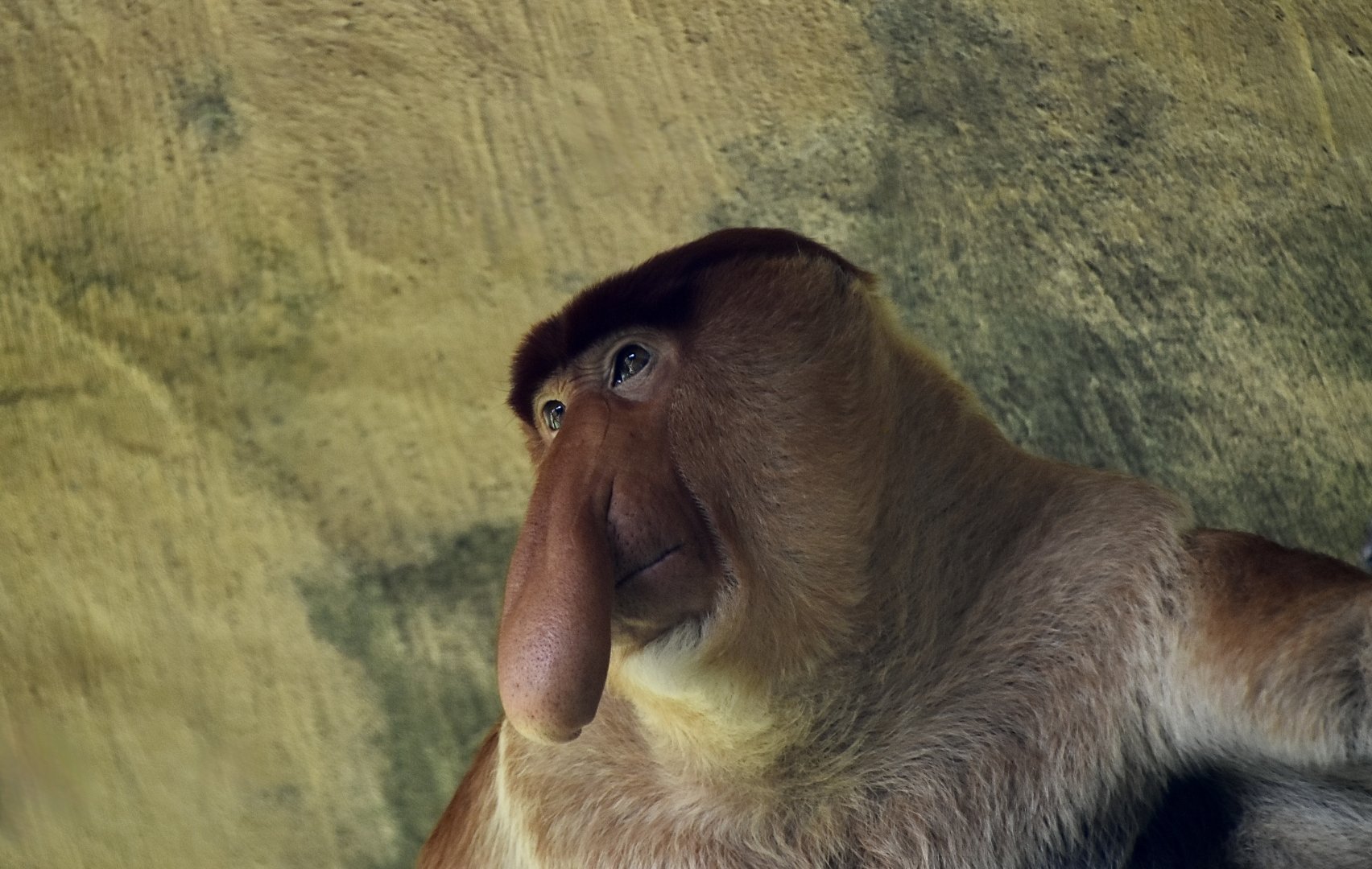 Proboscis Monkey (Nasalis larvatus) male