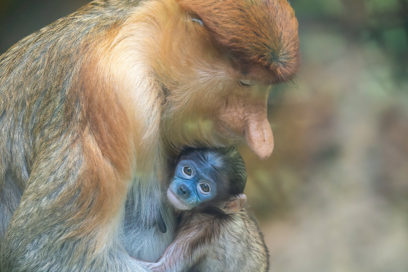 Proboscis Monkey - Nasalis larvatus - Primate Centre
