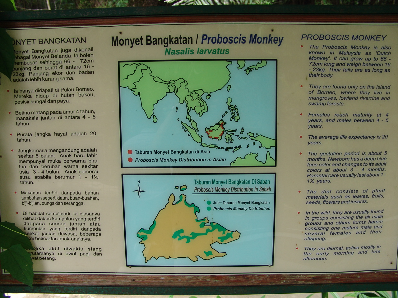 Proboscis monkey (Nasalis larvatus)