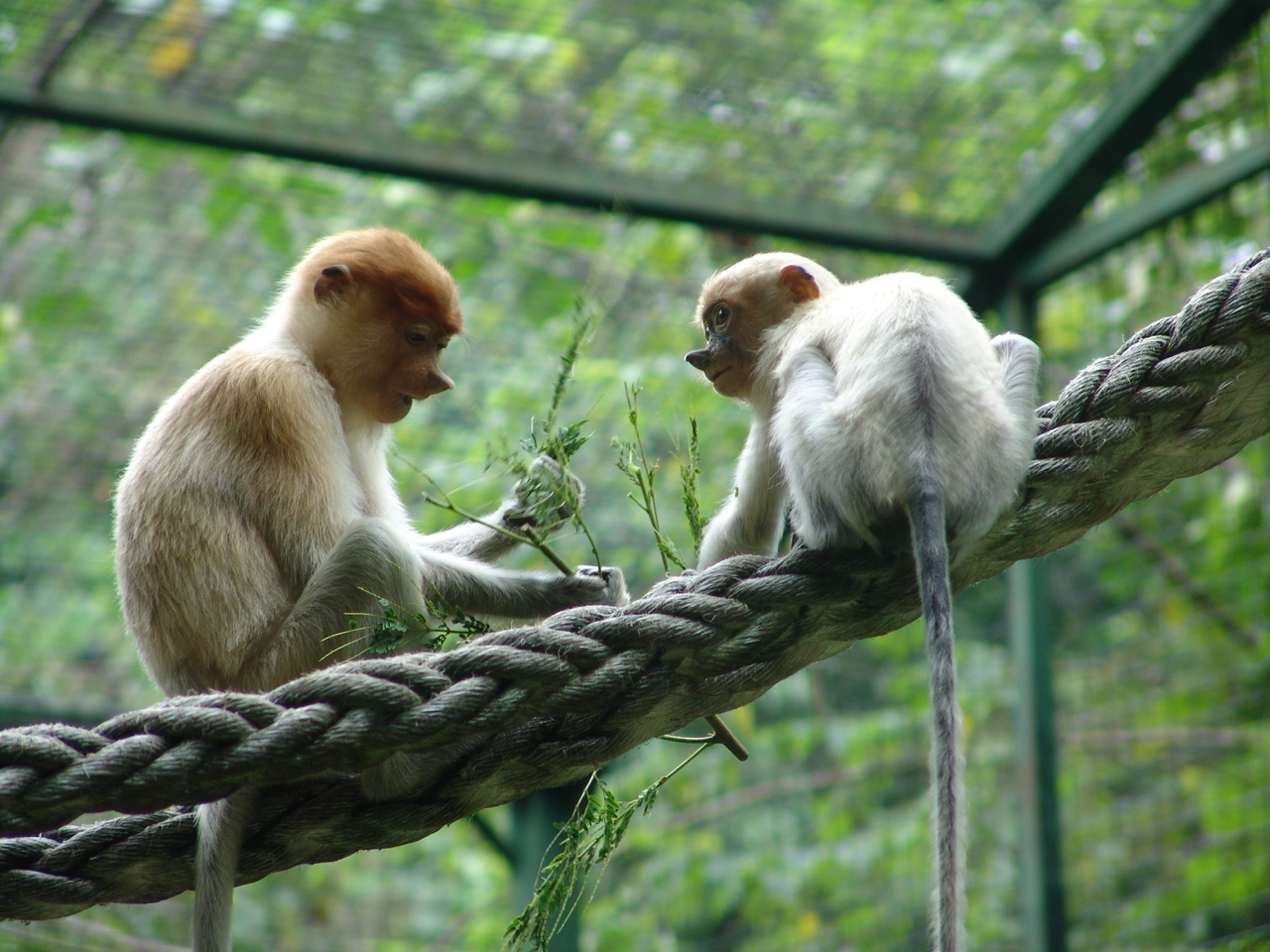 Proboscis monkey (Nasalis larvatus)