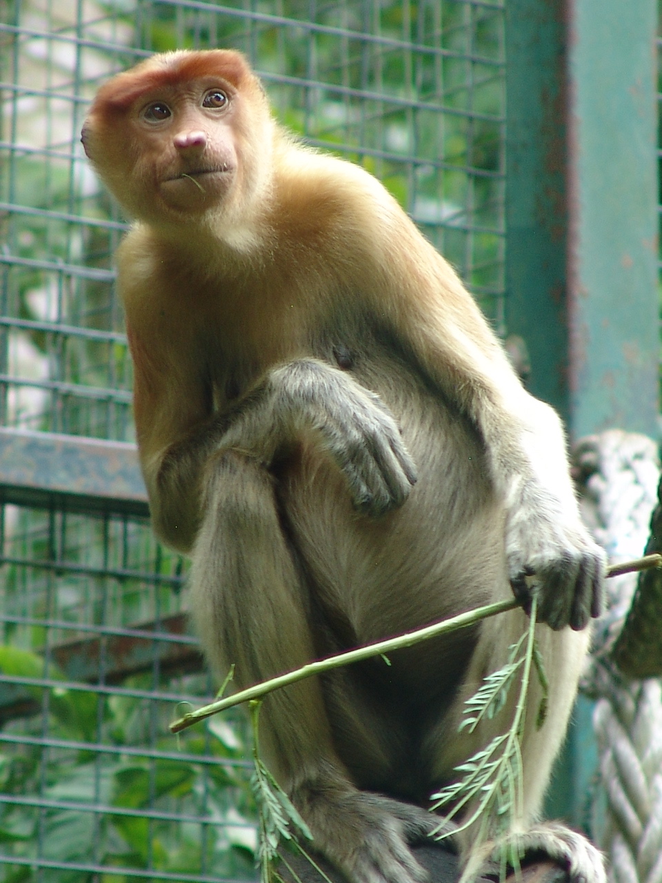 Proboscis monkey (Nasalis larvatus)
