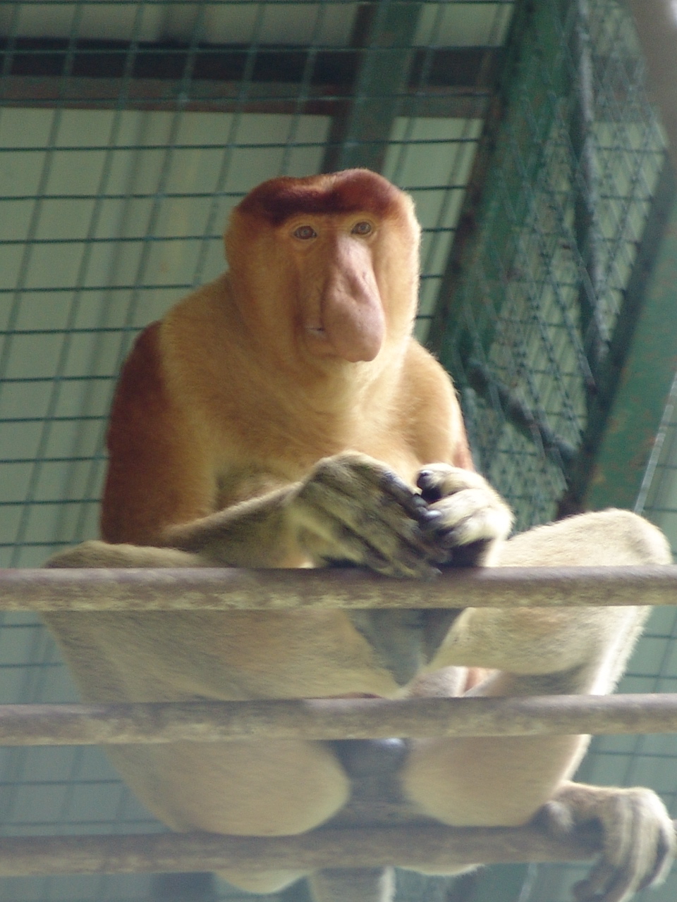 Proboscis monkey (Nasalis larvatus)