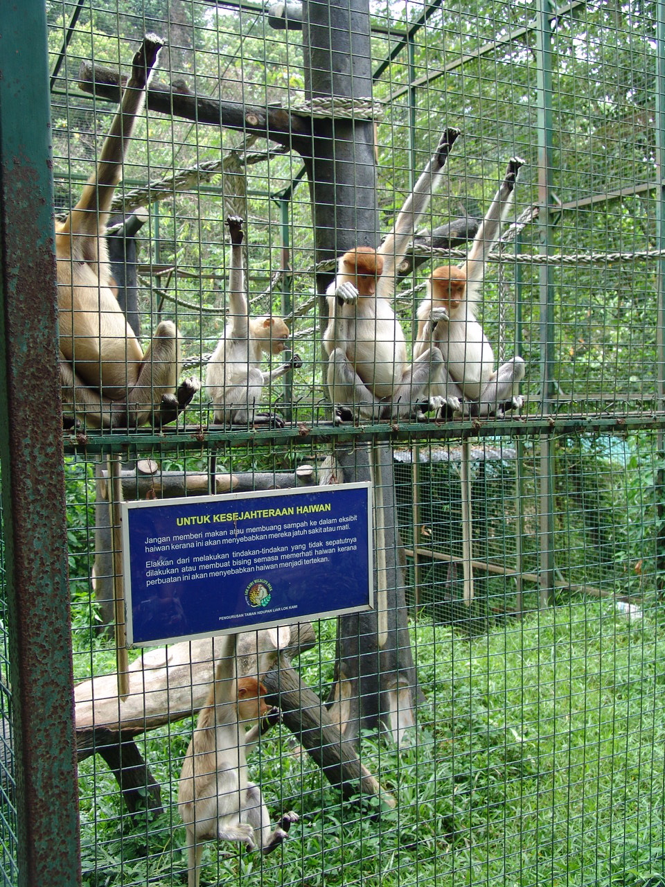 Proboscis monkey (Nasalis larvatus)
