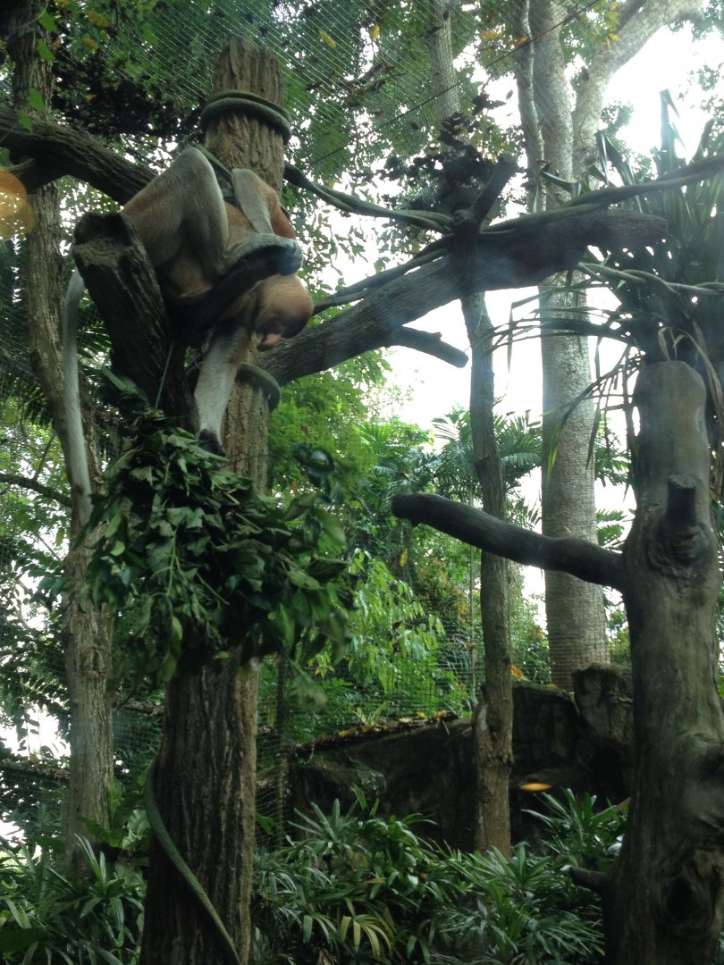 Proboscis Monkey (Nasalis larvatus)