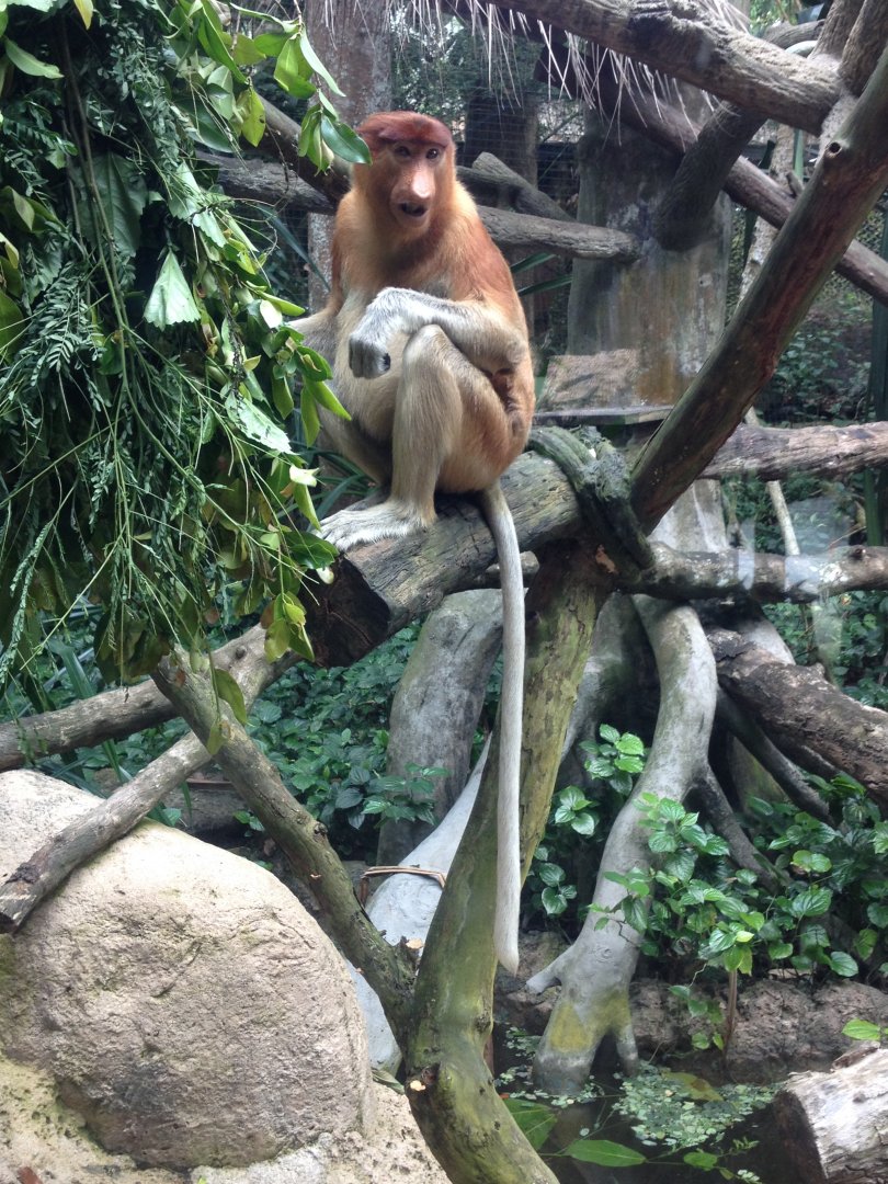 Proboscis Monkey (Nasalis larvatus)
