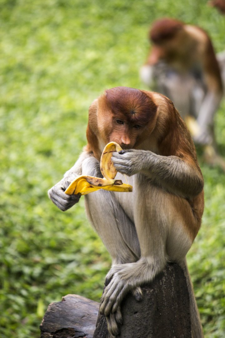 Proboscis monkey, Nasalis larvatus