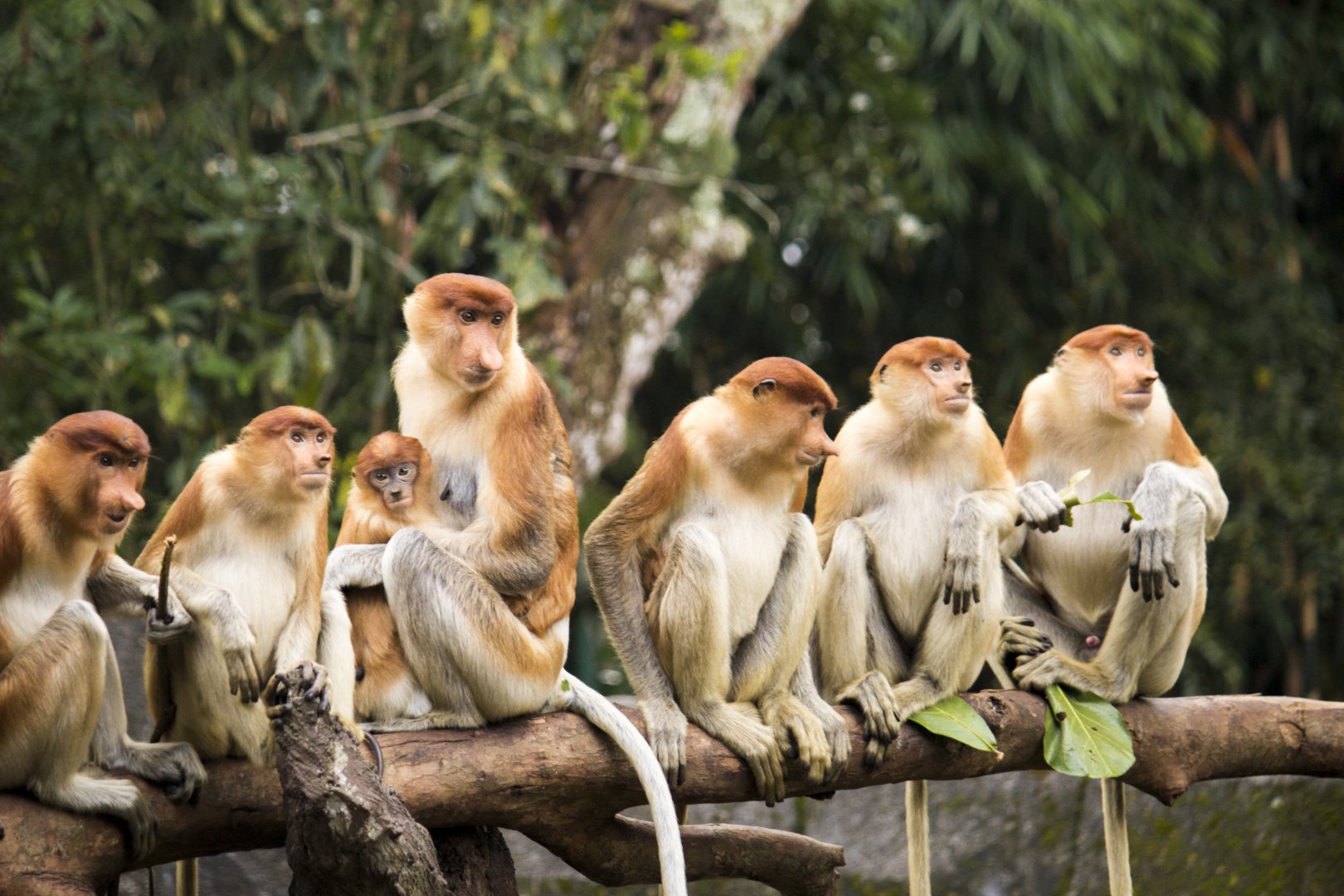 Proboscis monkey, Nasalis larvatus