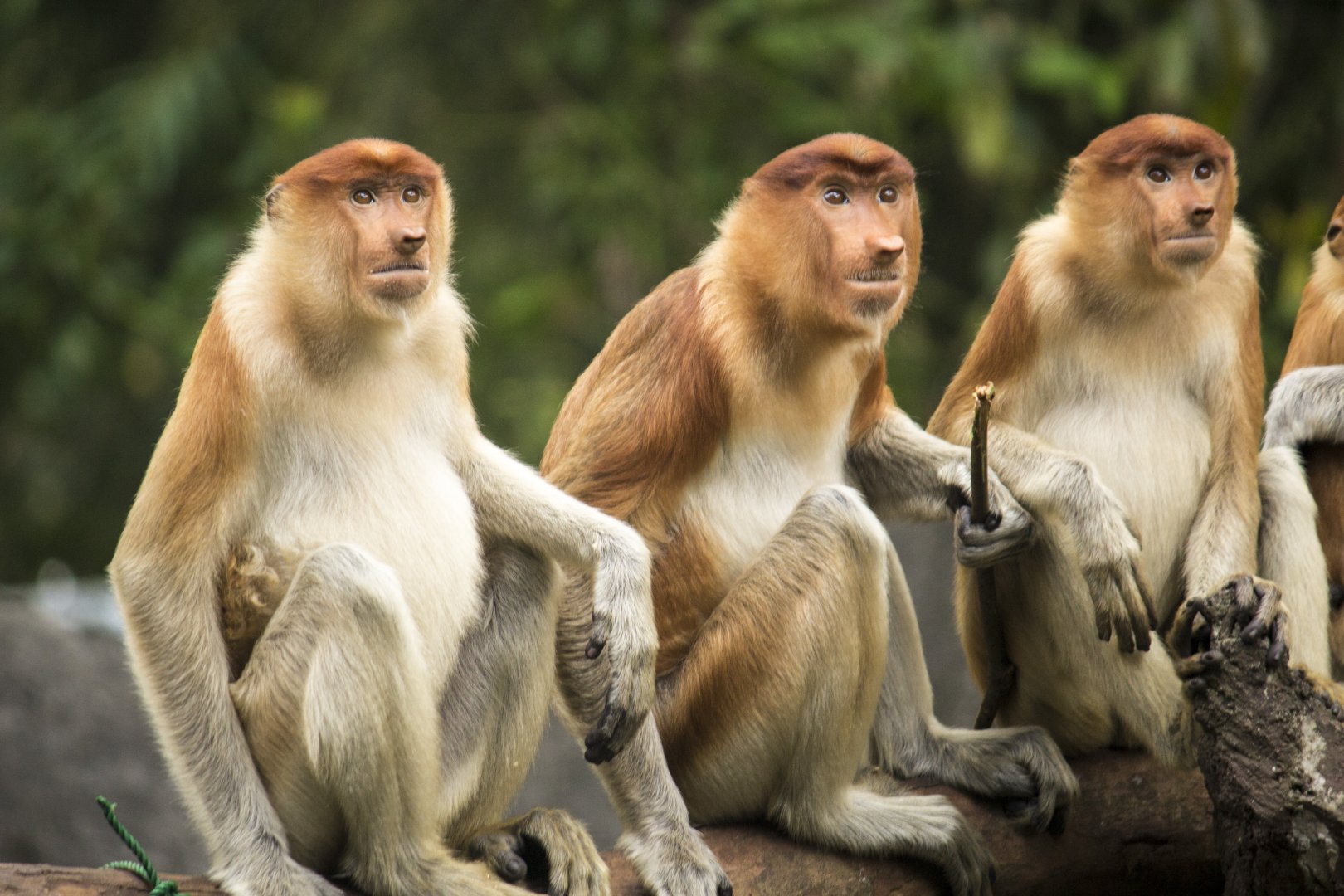 Proboscis monkey, Nasalis larvatus