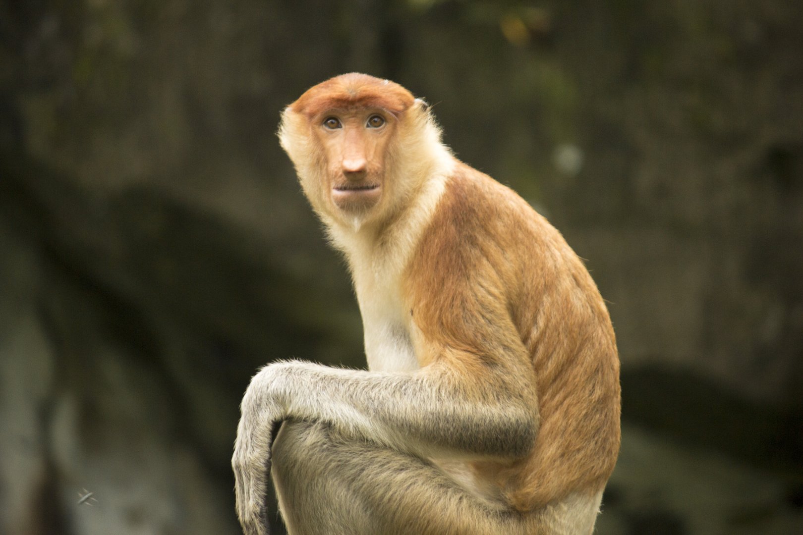 Proboscis monkey, Nasalis larvatus