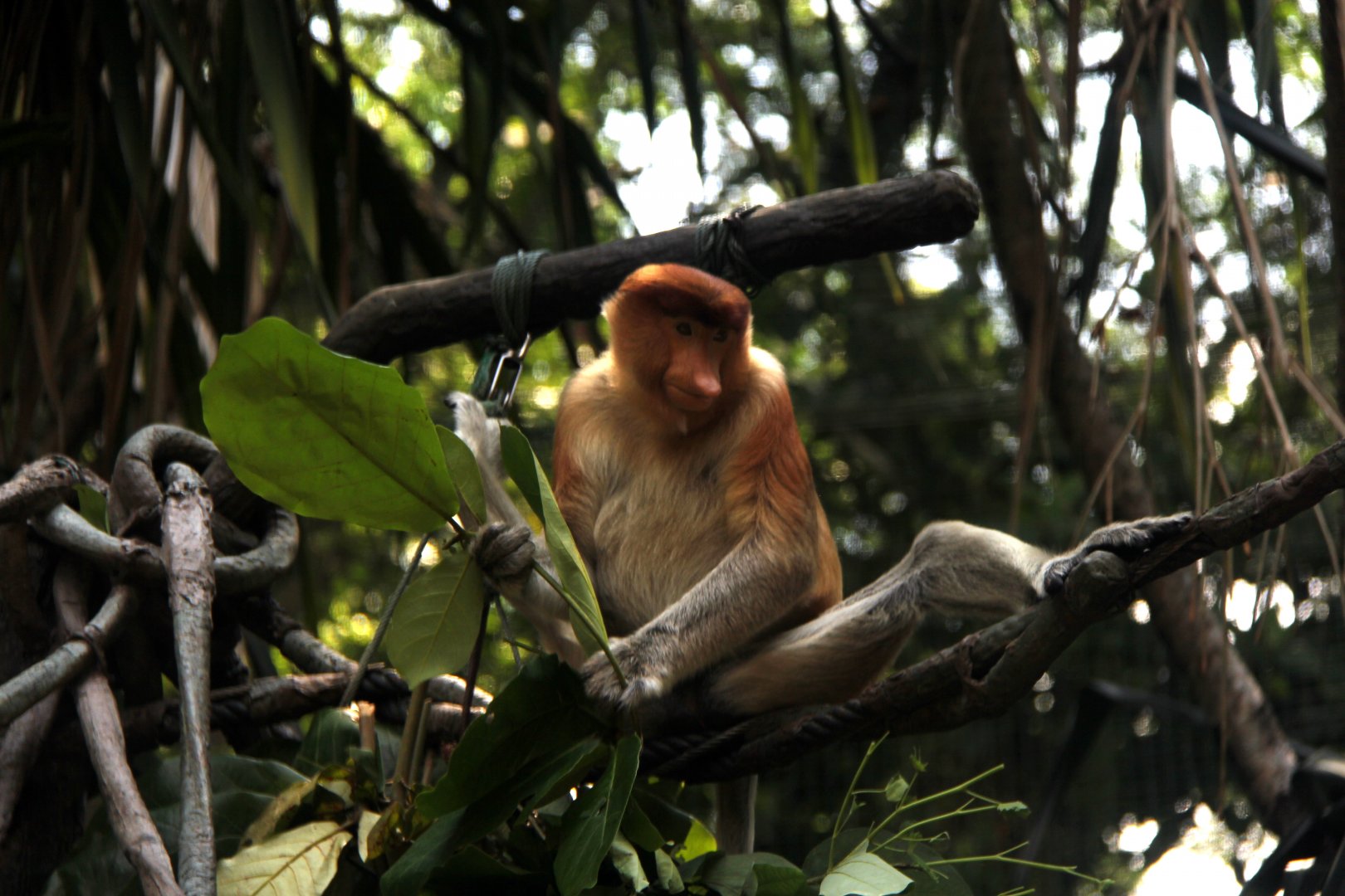 proboscis monkey (Nasalis larvatus)