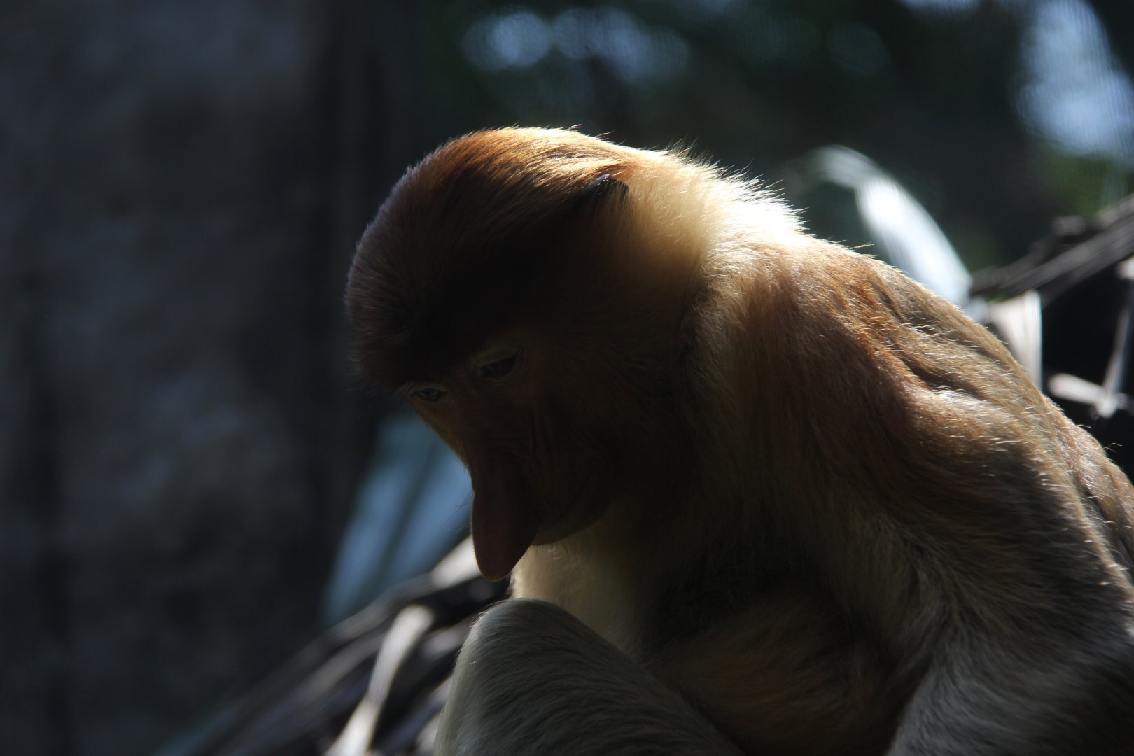 proboscis monkey (Nasalis larvatus)