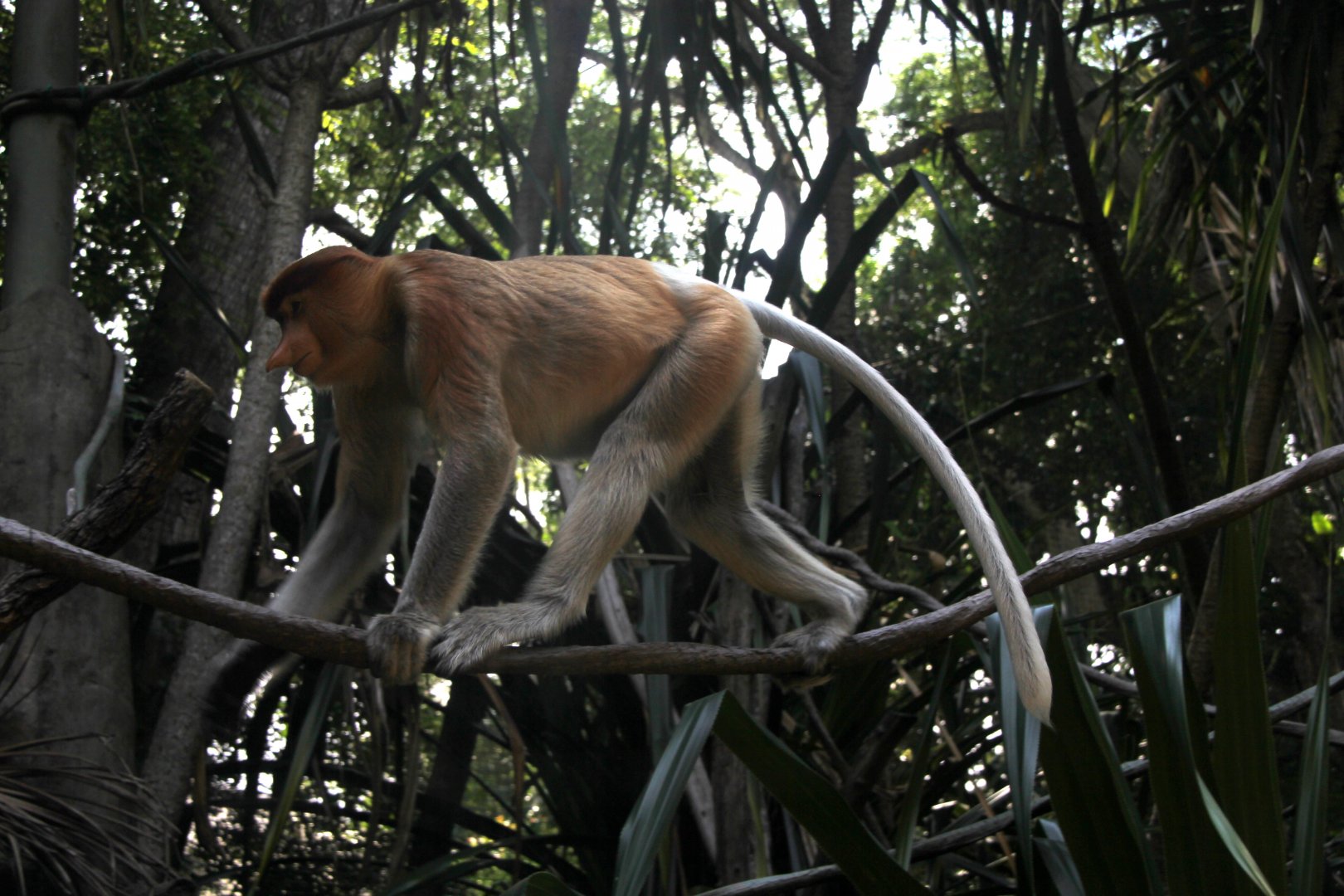 proboscis monkey (Nasalis larvatus)