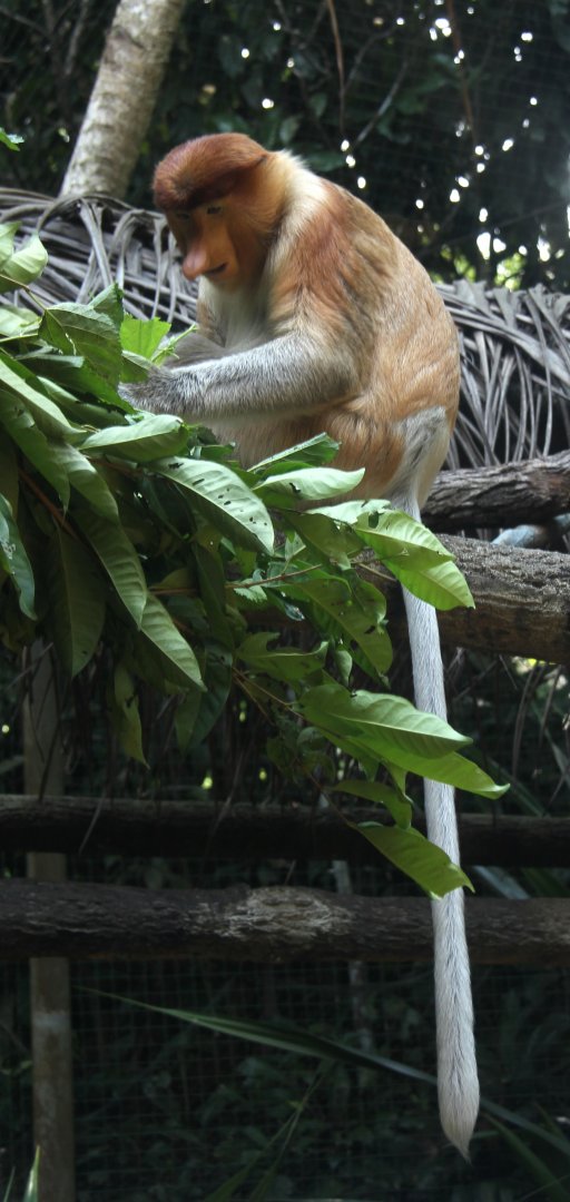 proboscis monkey (Nasalis larvatus)