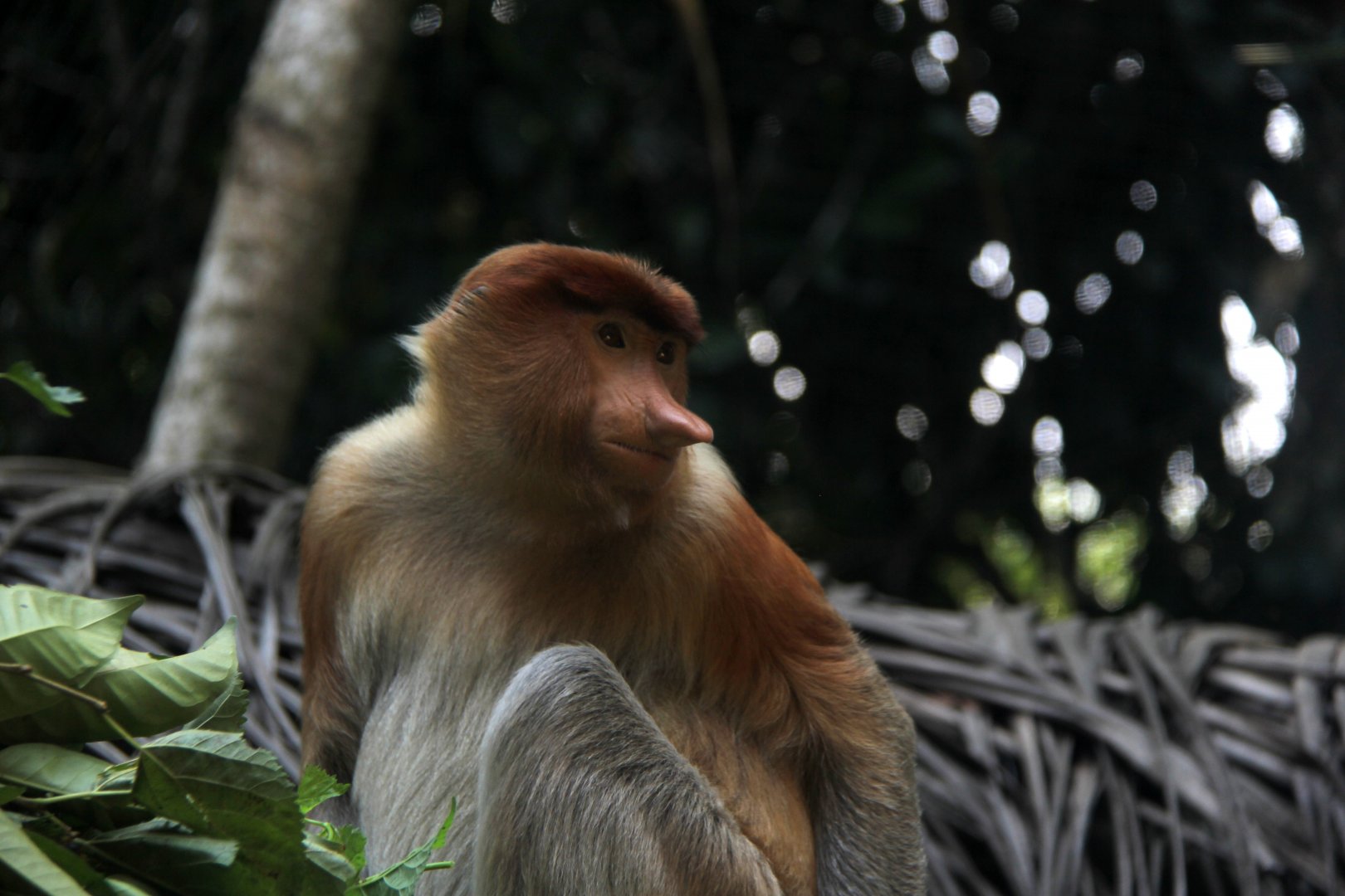 proboscis monkey (Nasalis larvatus)