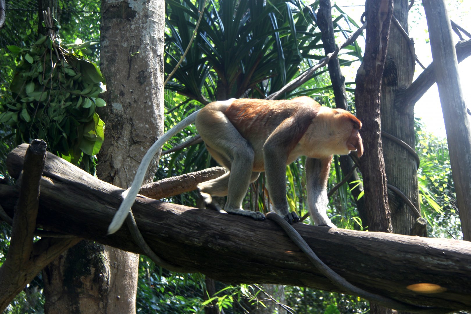 proboscis monkey (Nasalis larvatus)