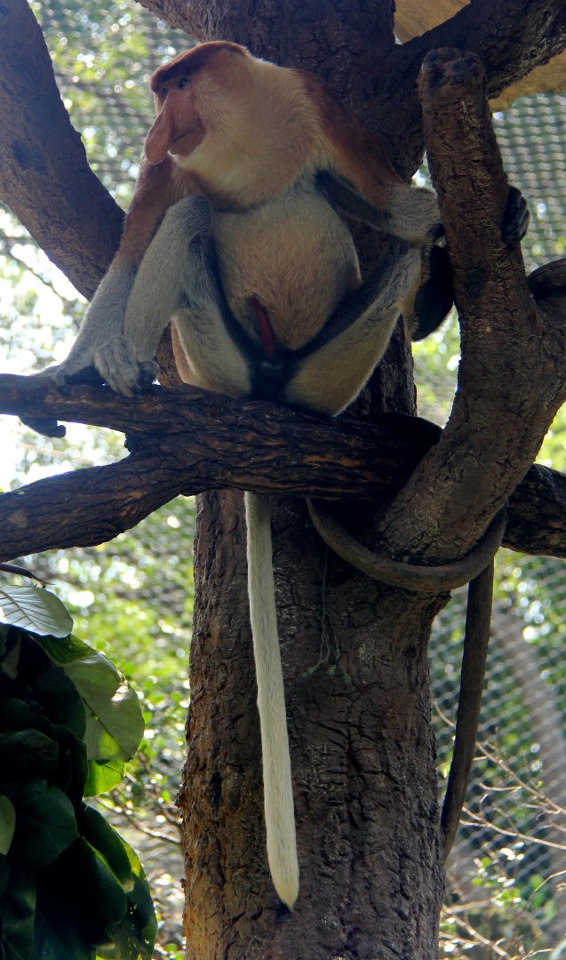proboscis monkey (Nasalis larvatus)