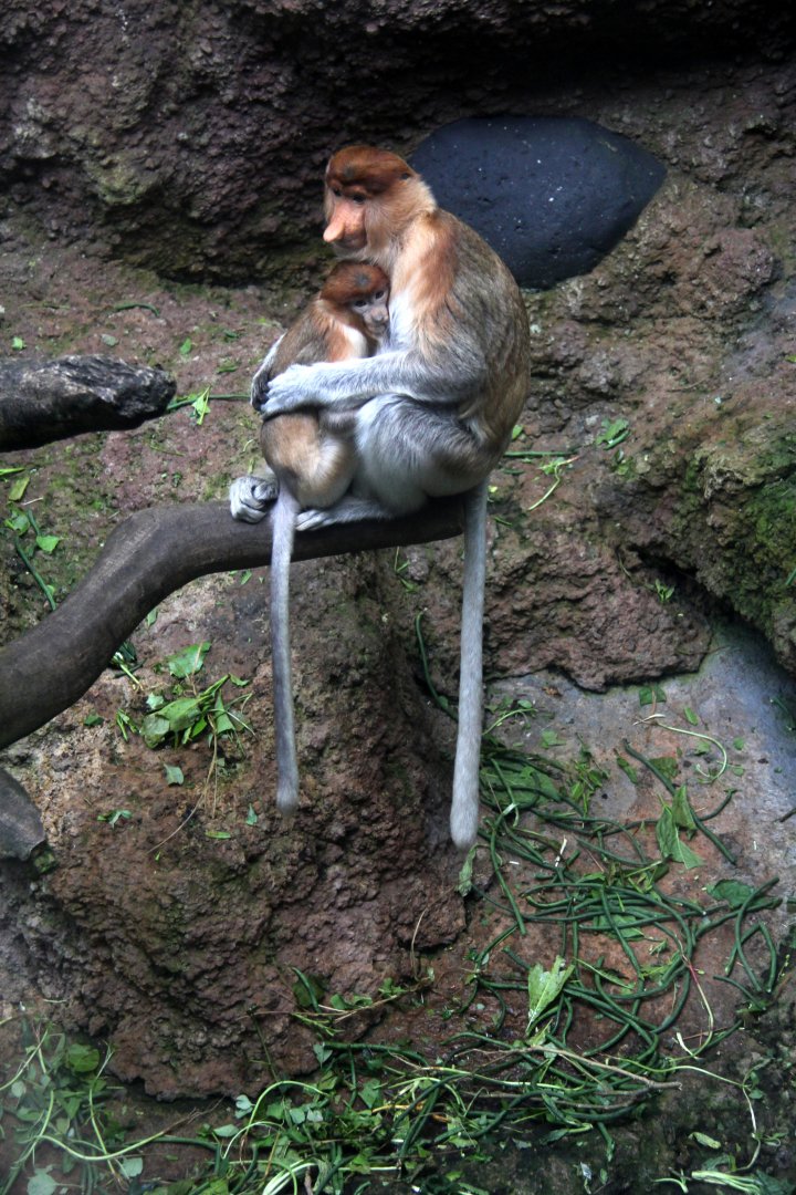 proboscis monkey (Nasalis larvatus)