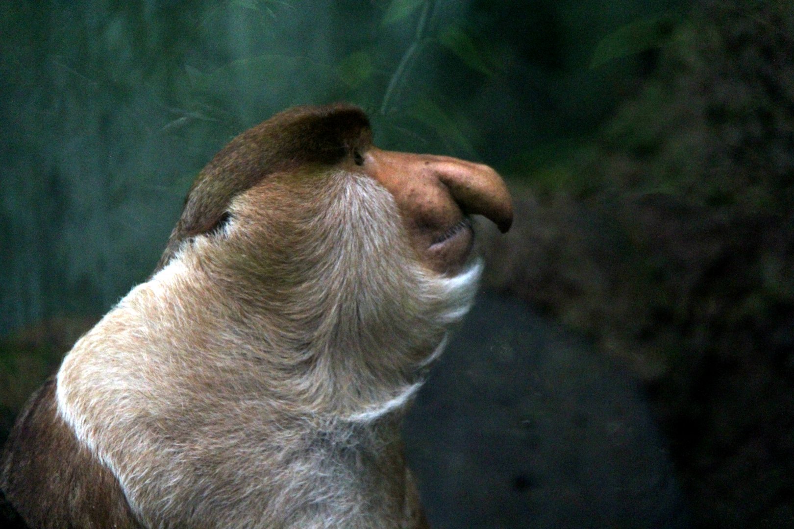 proboscis monkey (Nasalis larvatus)