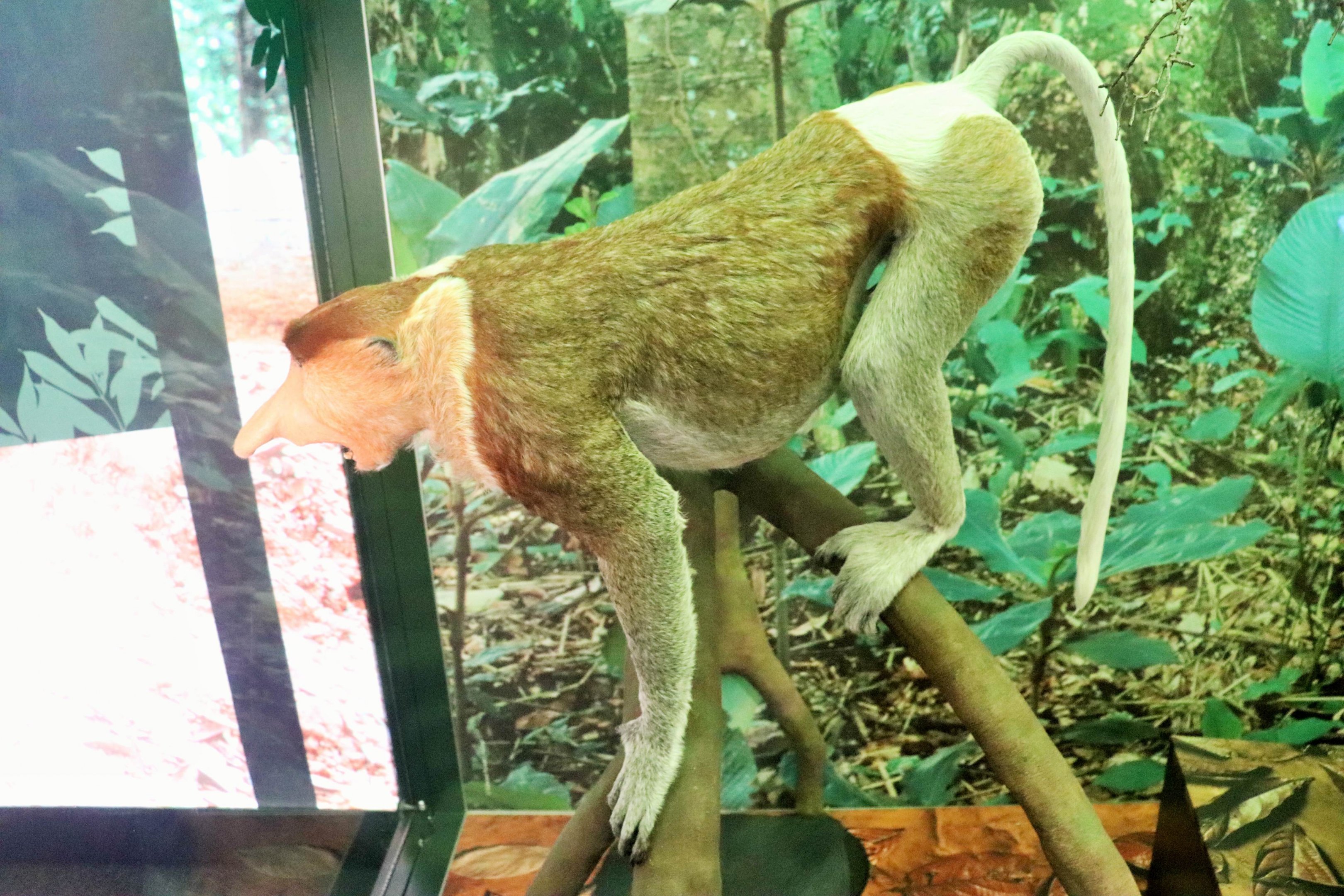 Proboscis Monkey (Nasalis larvatus)