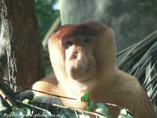Proboscis monkey (Nasalis larvatus)