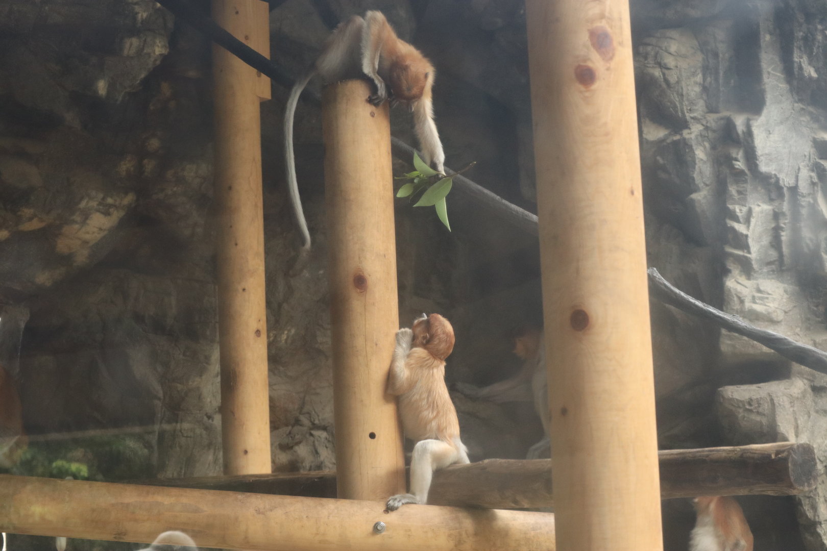 Proboscis Monkey (Nasalis larvatus)