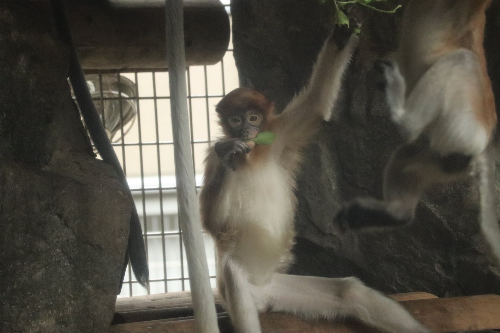 Proboscis Monkey (Nasalis larvatus)