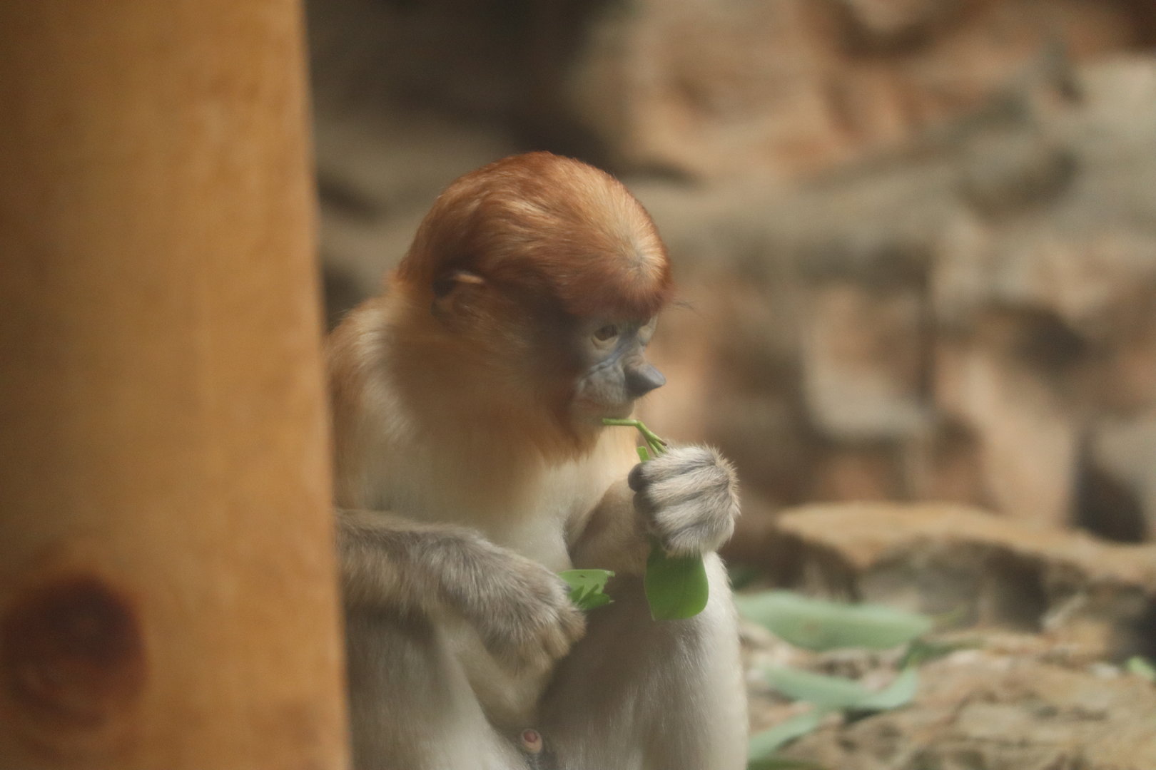Proboscis Monkey (Nasalis larvatus)