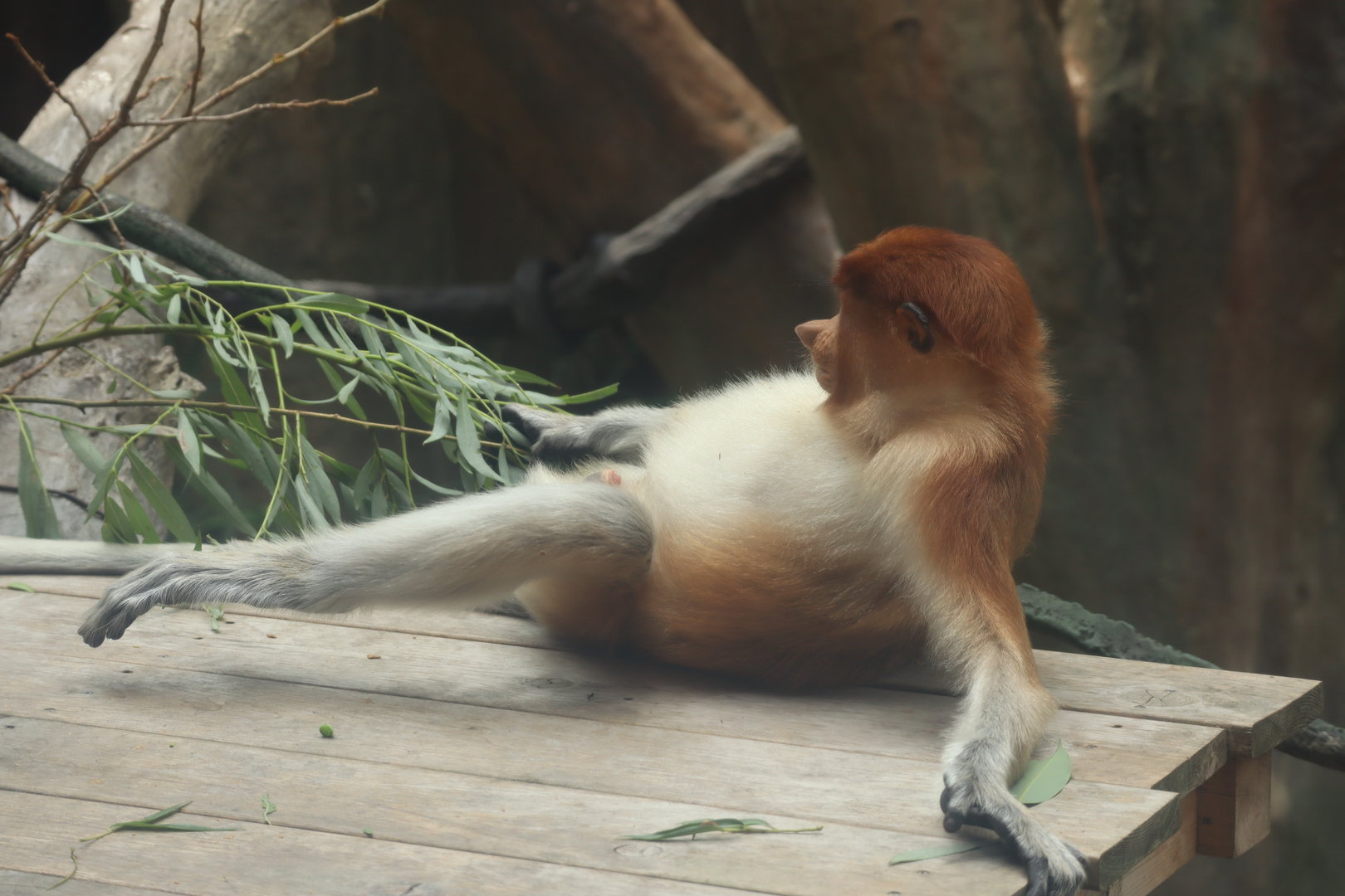 Proboscis Monkey (Nasalis larvatus)