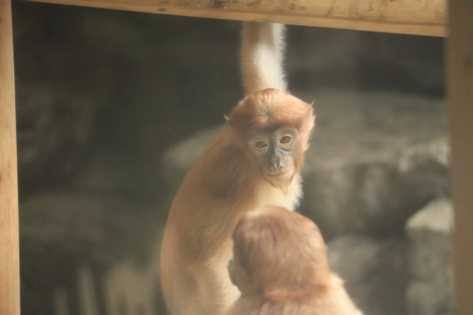 Proboscis Monkey (Nasalis larvatus)