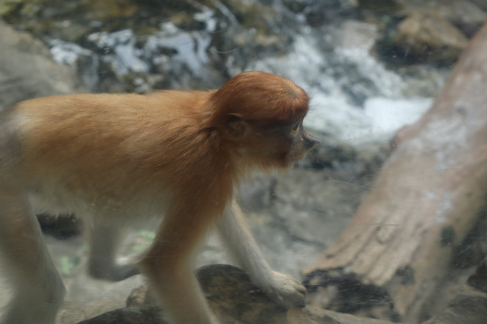 Proboscis Monkey (Nasalis larvatus)