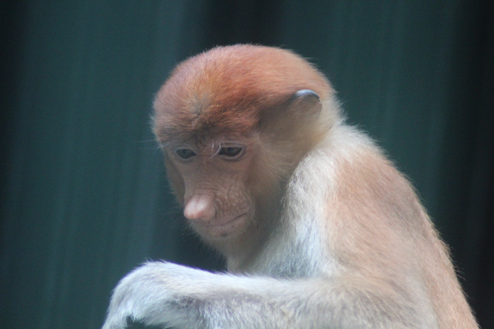 Proboscis monkey (Nasalis larvatus)