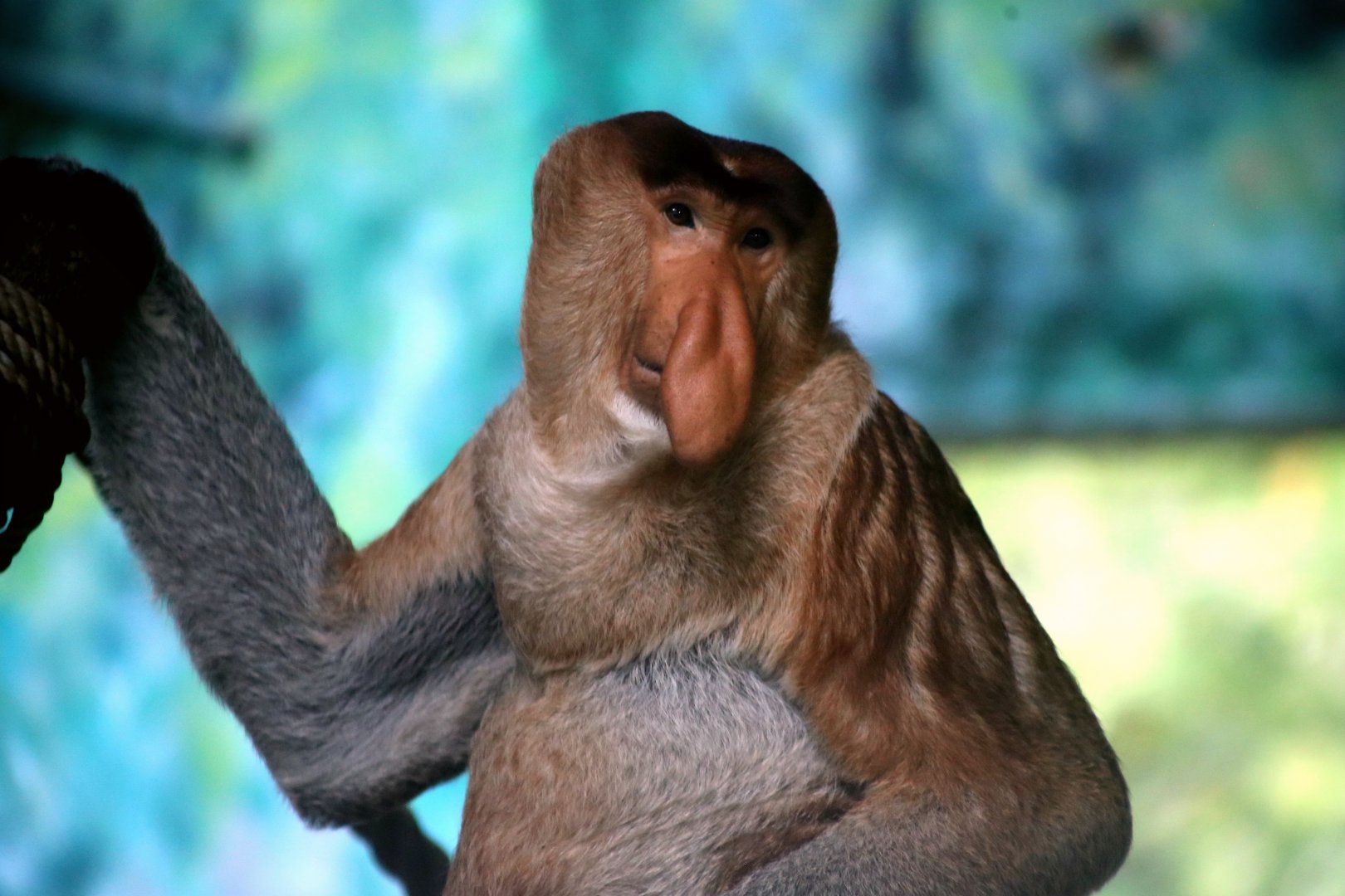 Proboscis Monkey (Nasalis larvatus)