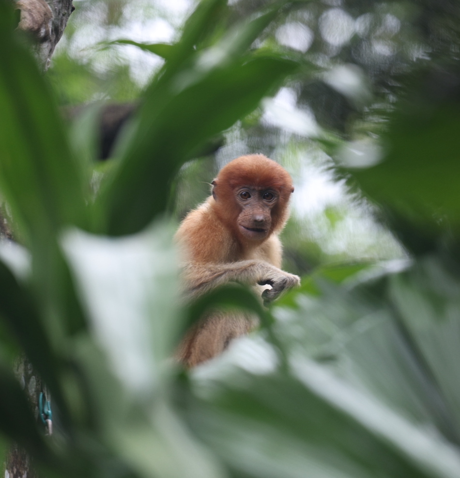 Proboscis Monkey (Nasalis larvatus)