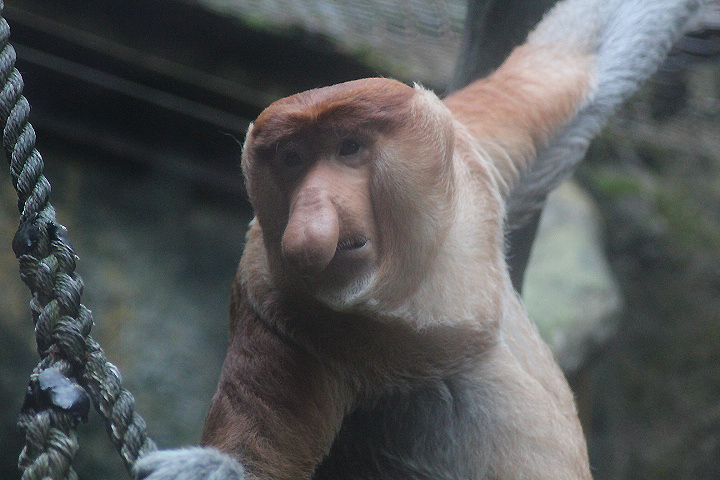 Proboscis monkey (Nasalis larvatus)