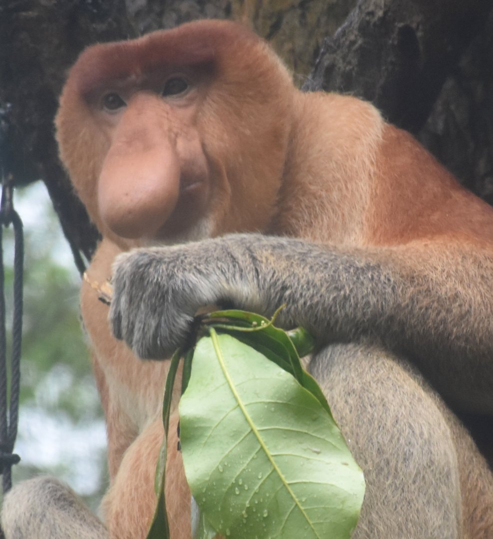 Proboscis Monkey (Nasalis larvatus)