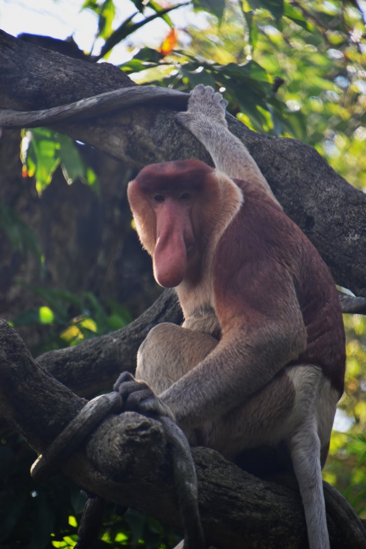 Proboscis monkey, Nasalis larvatus