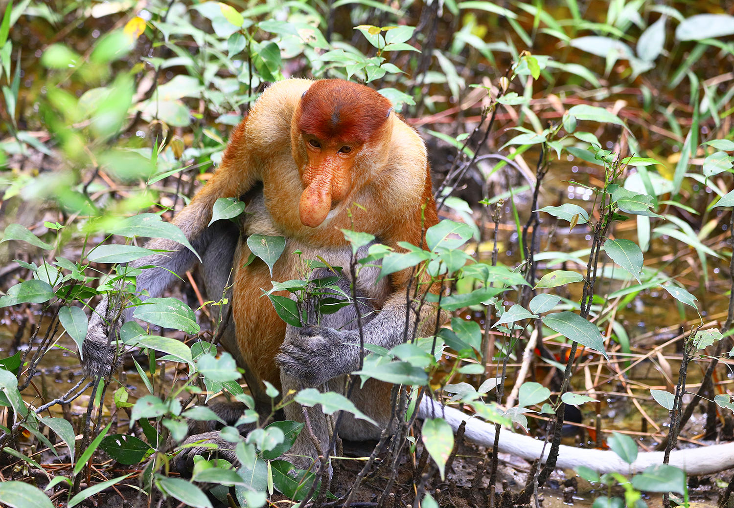 Proboscis monkey (Nasalis larvatus)
