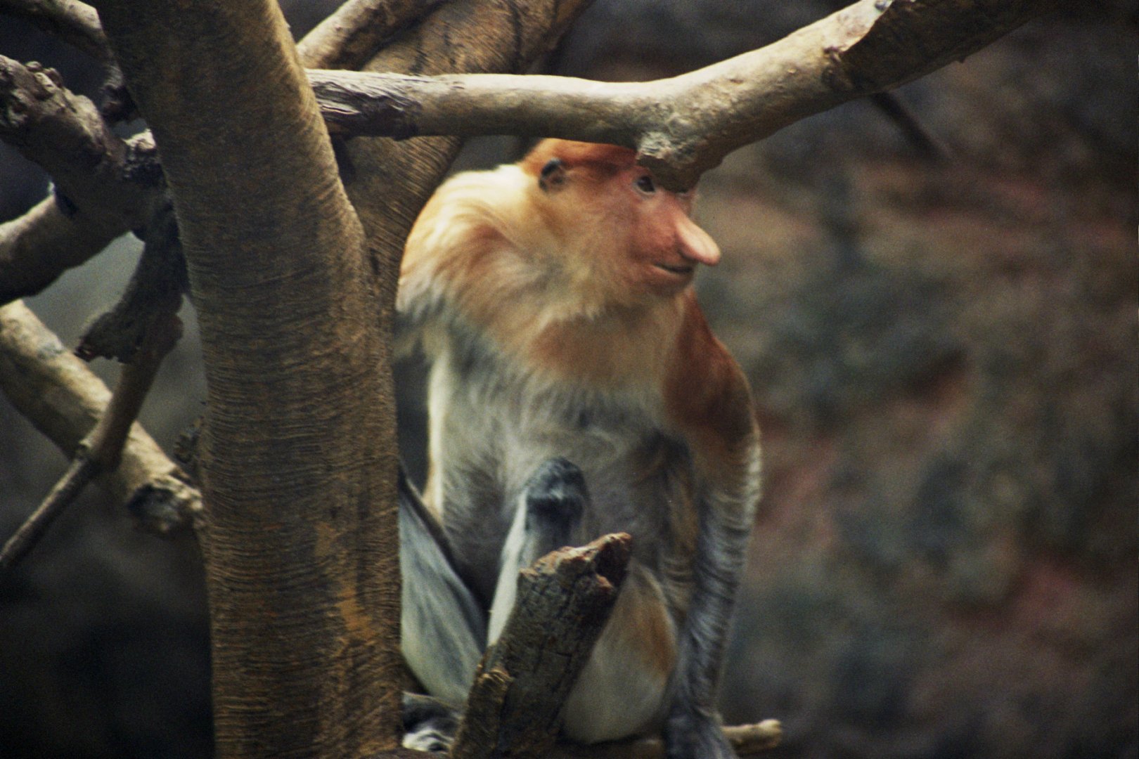 proboscis monkey (Nasalis larvatus)