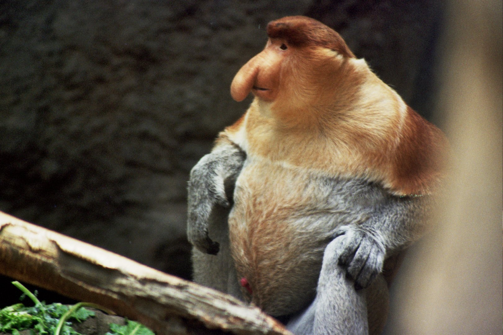 proboscis monkey (Nasalis larvatus)