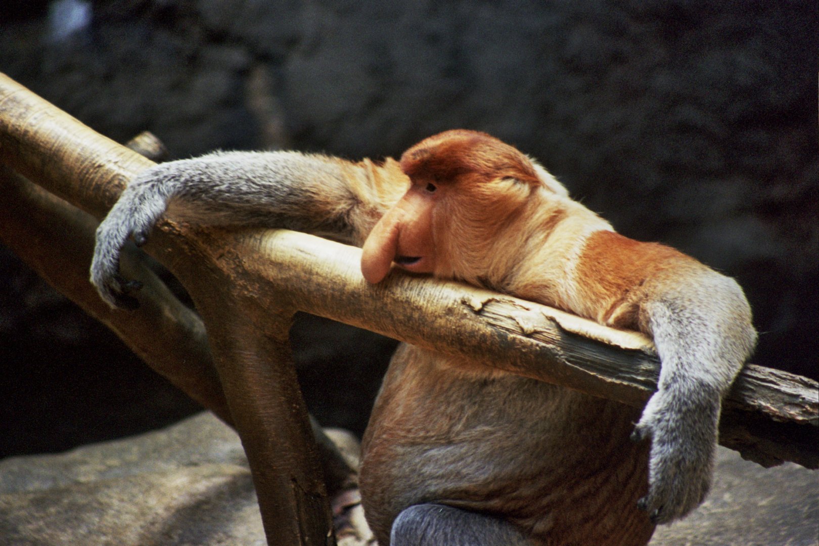 proboscis monkey (Nasalis larvatus)