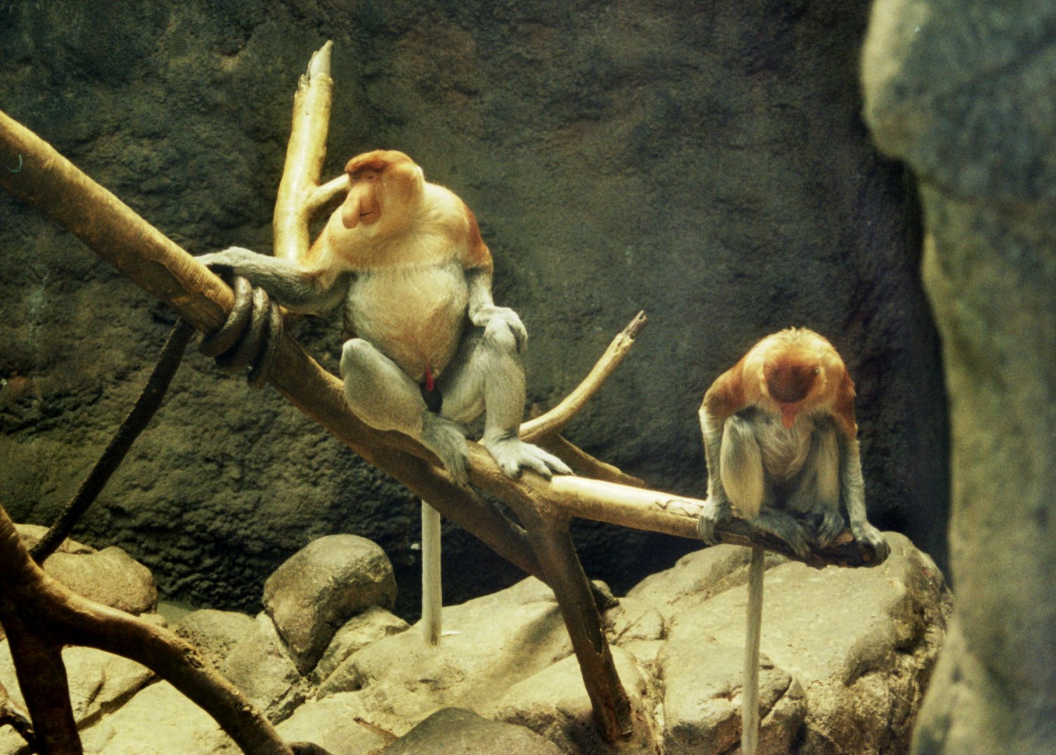 Proboscis monkey (Nasalis larvatus)