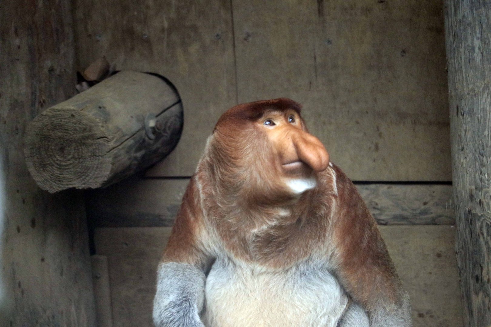 Proboscis monkey, October 2017