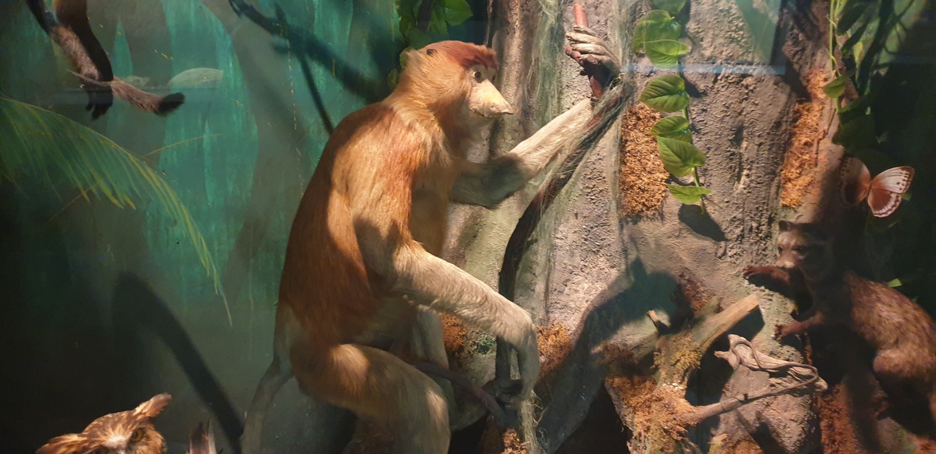 Proboscis monkey, Oslo Natural History Museum