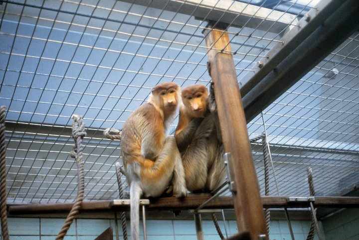 Proboscis Monkey - Stuttgart - 1980's