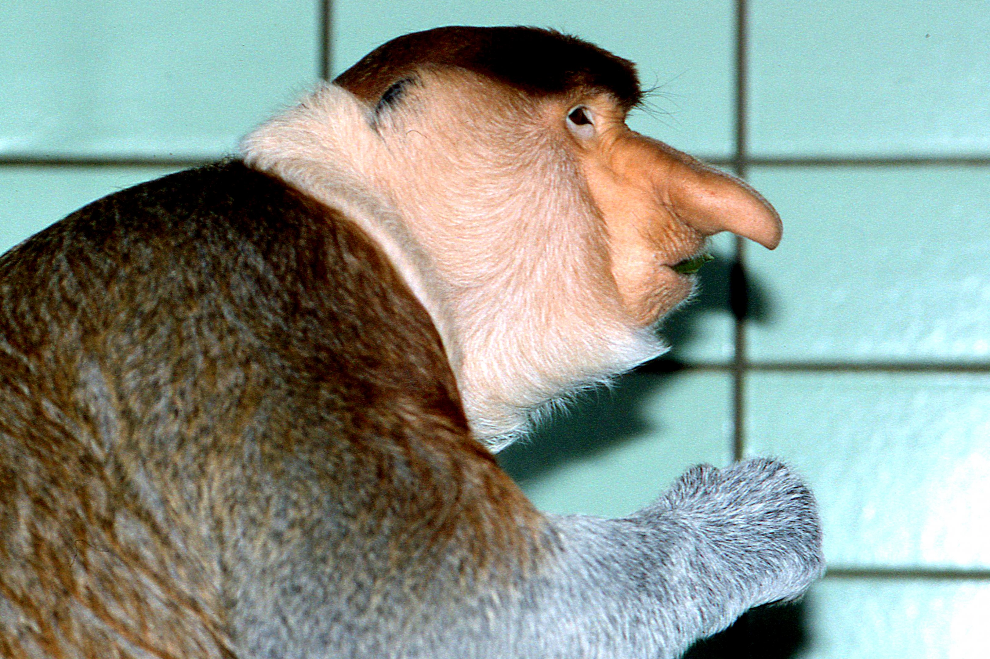 Proboscis monkey; Stuttgart; early 1990s