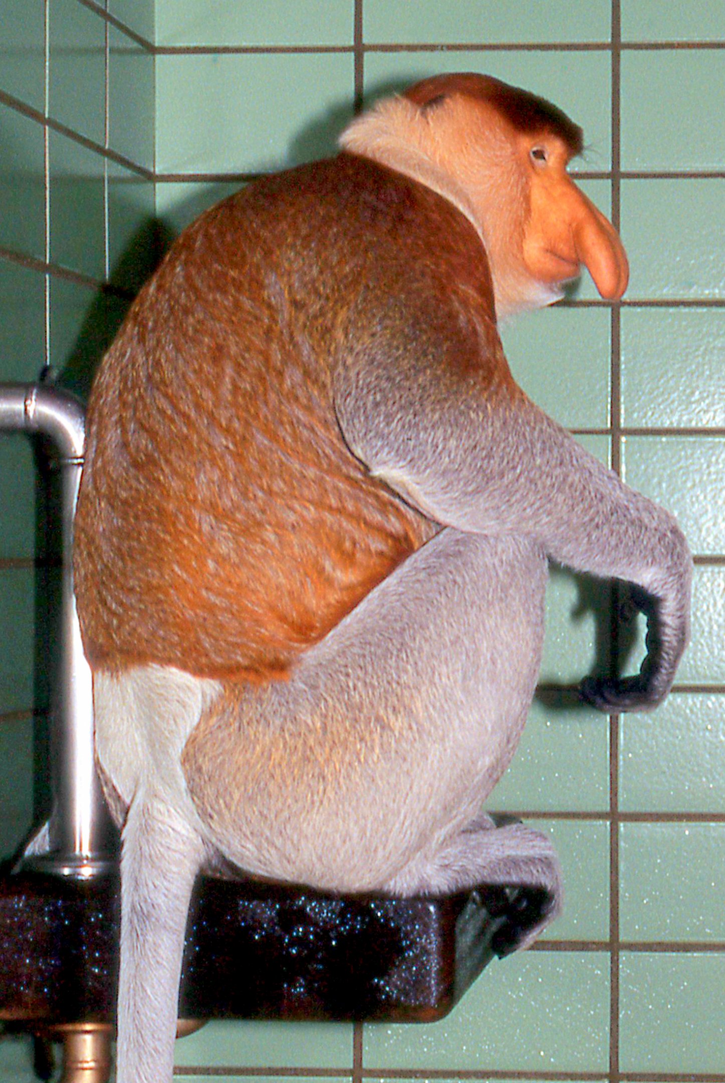 Proboscis monkey; Stuttgart; early 1990s